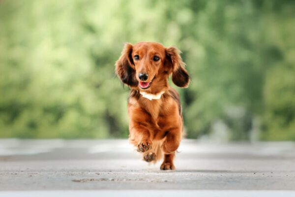 Long Haired Dachshund