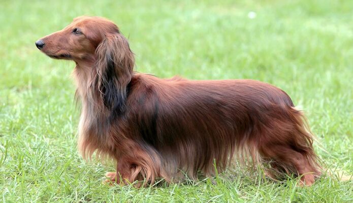 Long Haired Dachshund