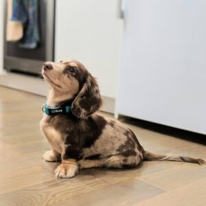 long haired dachshund puppies for sale