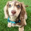 long haired dachshund puppies for sale