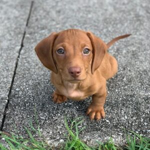 Short haired Dachshund