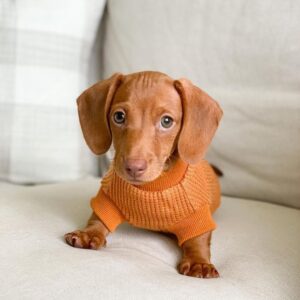 Short haired Dachshund