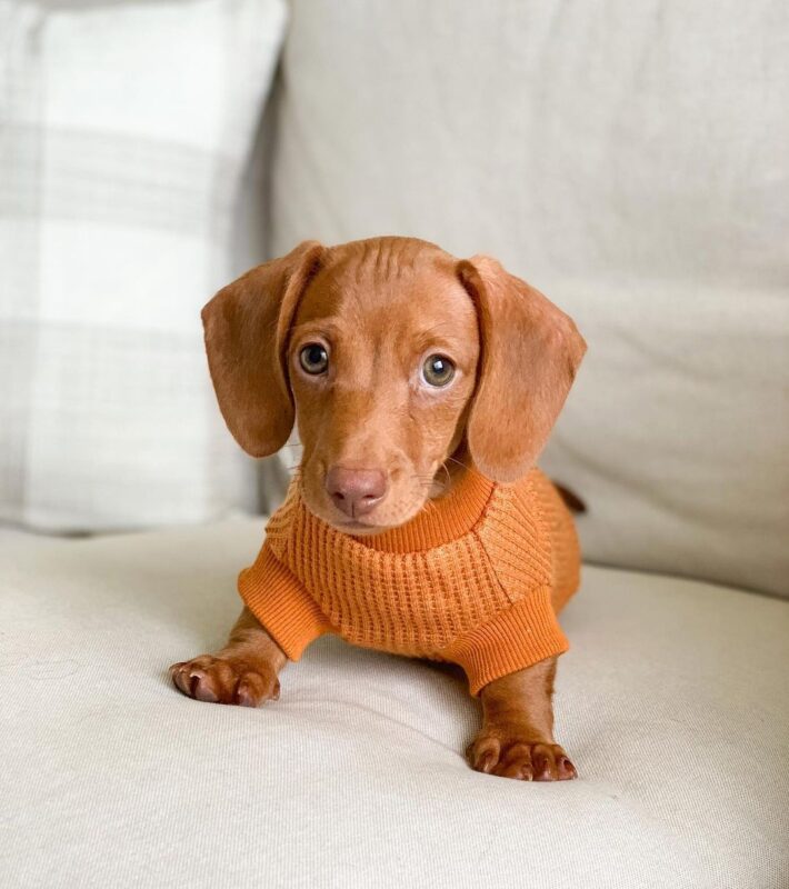 Short haired Dachshund All Dachshund