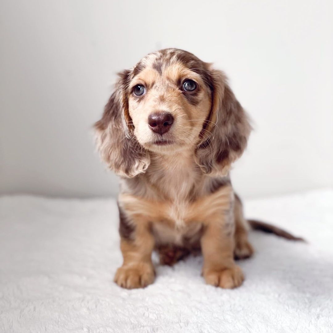 Miniature Long Haired Dachshund Puppy All Dachshund
