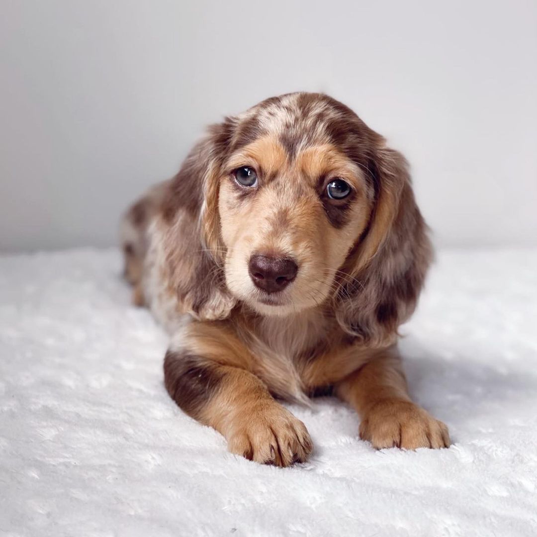 Miniature Long Haired Dachshund Puppy