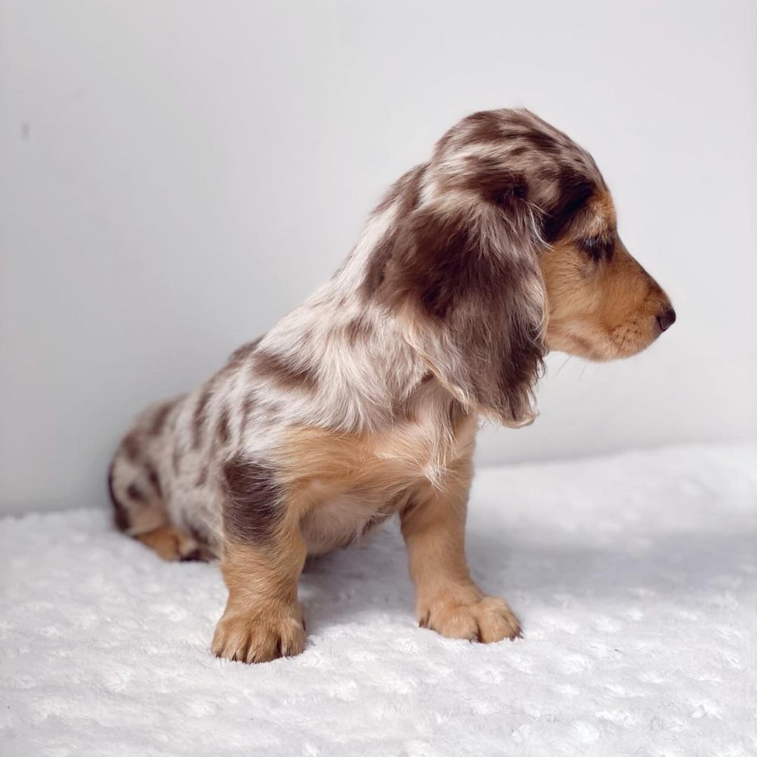 Miniature Long Haired Dachshund Puppy All Dachshund