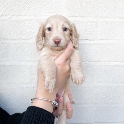 Cream Miniature Dachshund | All Dachshund