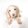 Cream Miniature Dachshund