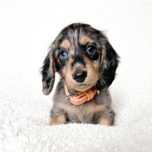 dachshund puppies near me