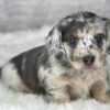 Blue dapple dachshund