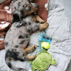 Long Haired Mini Dachshunds