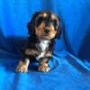Type of Dachshund