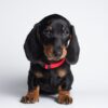 Miniature Dachshund Puppies For Sale
