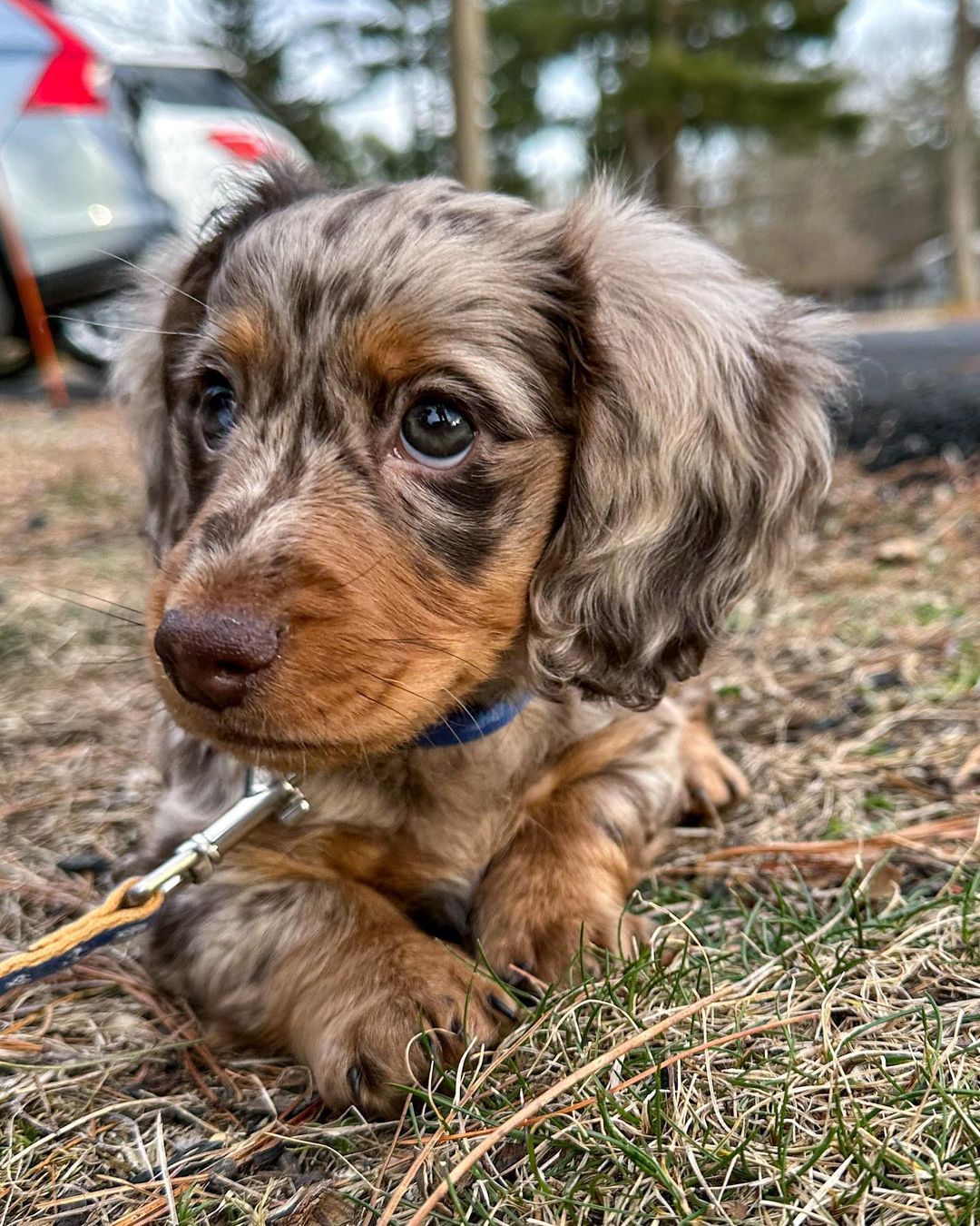 Dachshund Long Haired Dapple All Dachshund