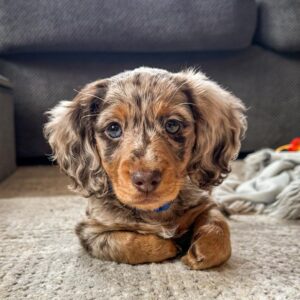 Dachshund Long Haired Dapple