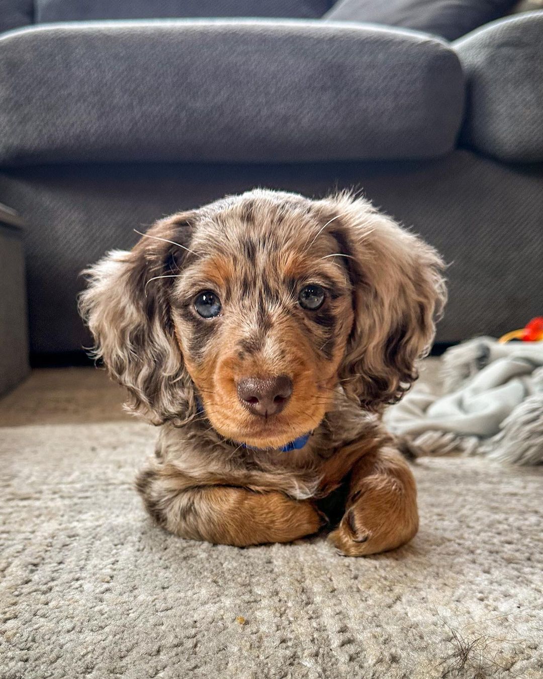 Mini Dachs Dapple