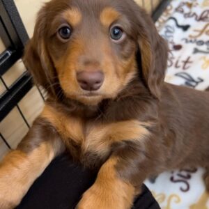 Dachshund For Sale Near Me