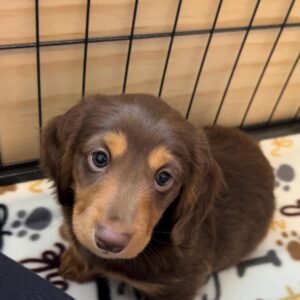 Dachshund For Sale Near Me