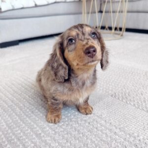 Long Haired Dapple Mini Dachshund