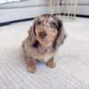 Long Haired Dapple Mini Dachshund