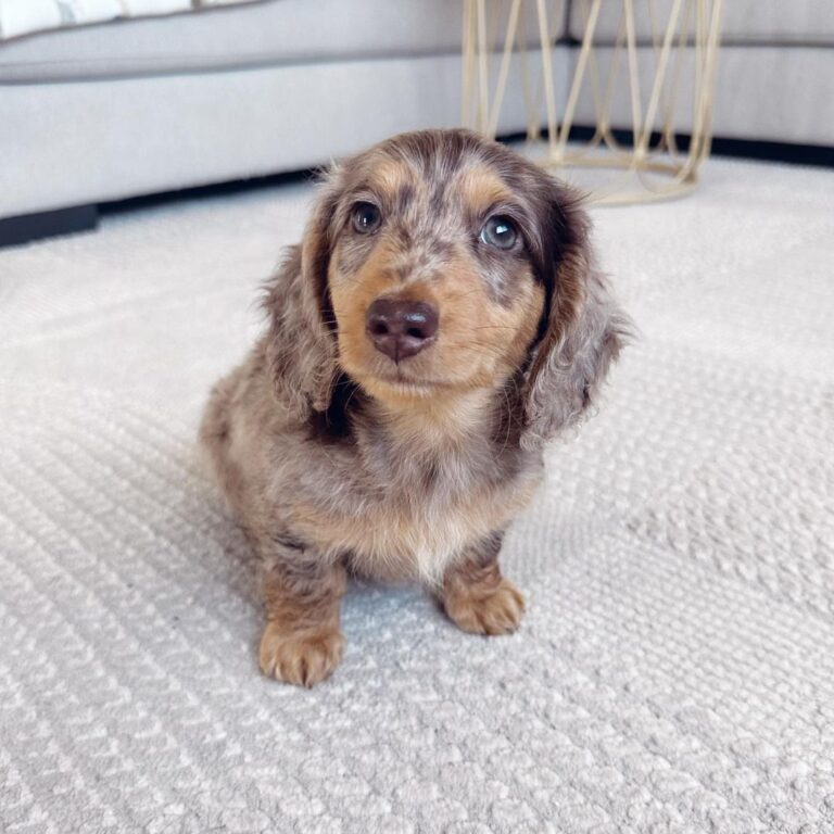 Long Haired Dapple Mini Dachshund All Dachshund long-haired-dapple-mini-dachshund-all-dachshund