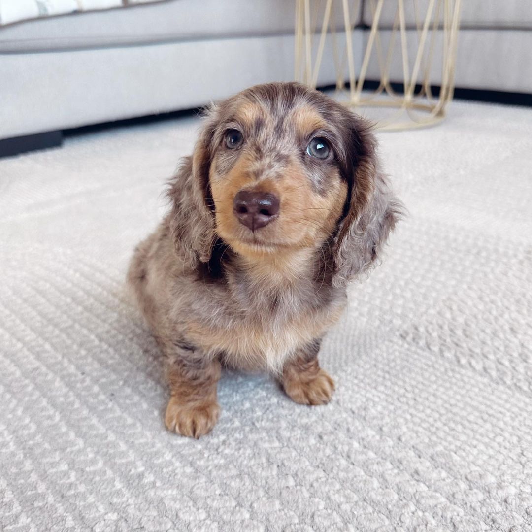 Long Haired Dapple Mini Dachshund | All Dachshund