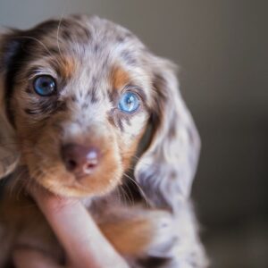 Long Haired Miniature Dachshund