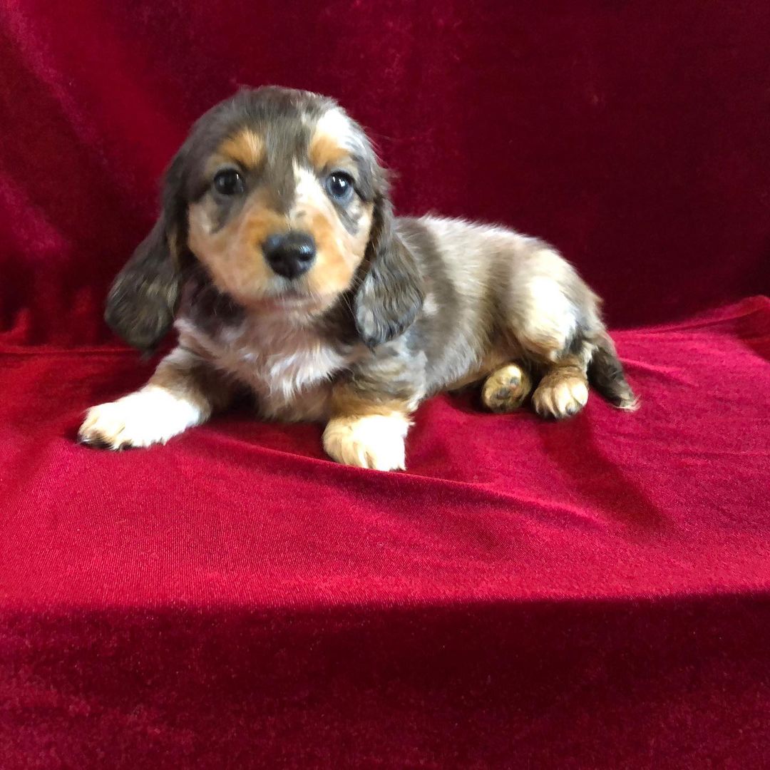 Miniature Dachshund Puppy Long Hair Red Dapple ID:14463 Located at