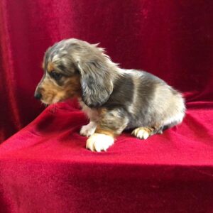 Long Hair Dapple Dachshund