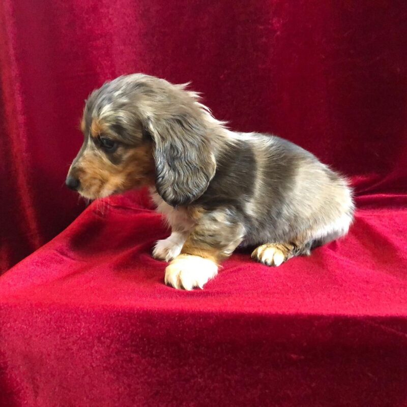 Long Hair Dapple Dachshund | All Dachshund