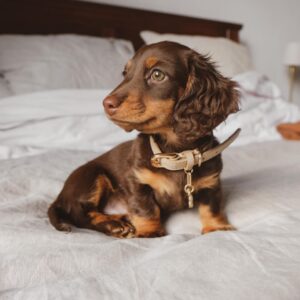 Long-Hair Dachshund Puppies For Sale