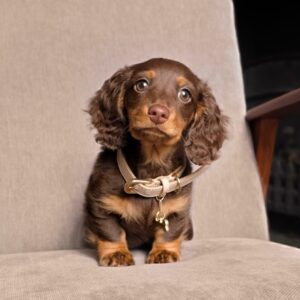 Long-Hair Dachshund Puppies For Sale