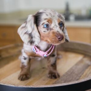 Long Haired Miniature Dachshund