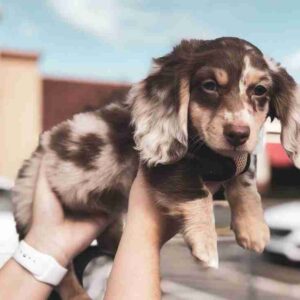 Dapple Miniature Long Haired Dachshund