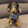 Miniature Dachshund Breeders Near Me