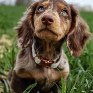 Long Haired Dachshund Dapple For Sale