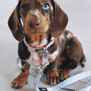 Blue Eyed Dachshund For Sale