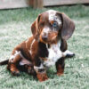 Blue Eyed Dachshund