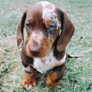 Blue Eyed Dachshund For Sale