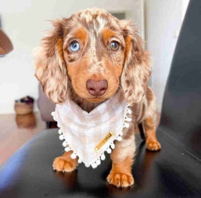 Mini Long Haired Dachshund Dapple | All Dachshund
