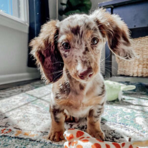 Miniature Dachshund For Sale