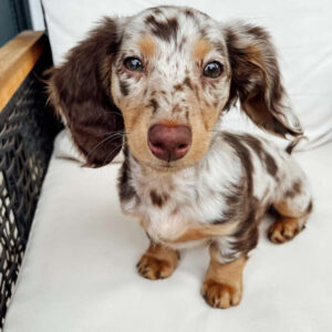 Miniature Dachshund For Sale