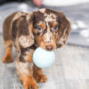 Dapple Dachshund Puppies For Sale