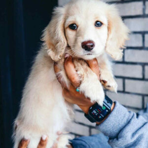 English Cream Dachshund