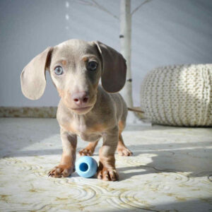 Blue Dachshund