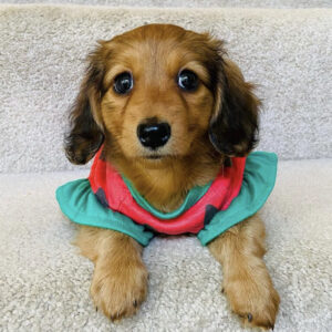 Mini Dachshund For Sale