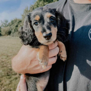 Long Haired Miniature Dachshund Puppies