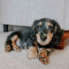 Long Haired Miniature Dachshund Puppies