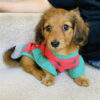 Mini Dachshund For Sale