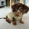 Short Haired Dachshund Puppy